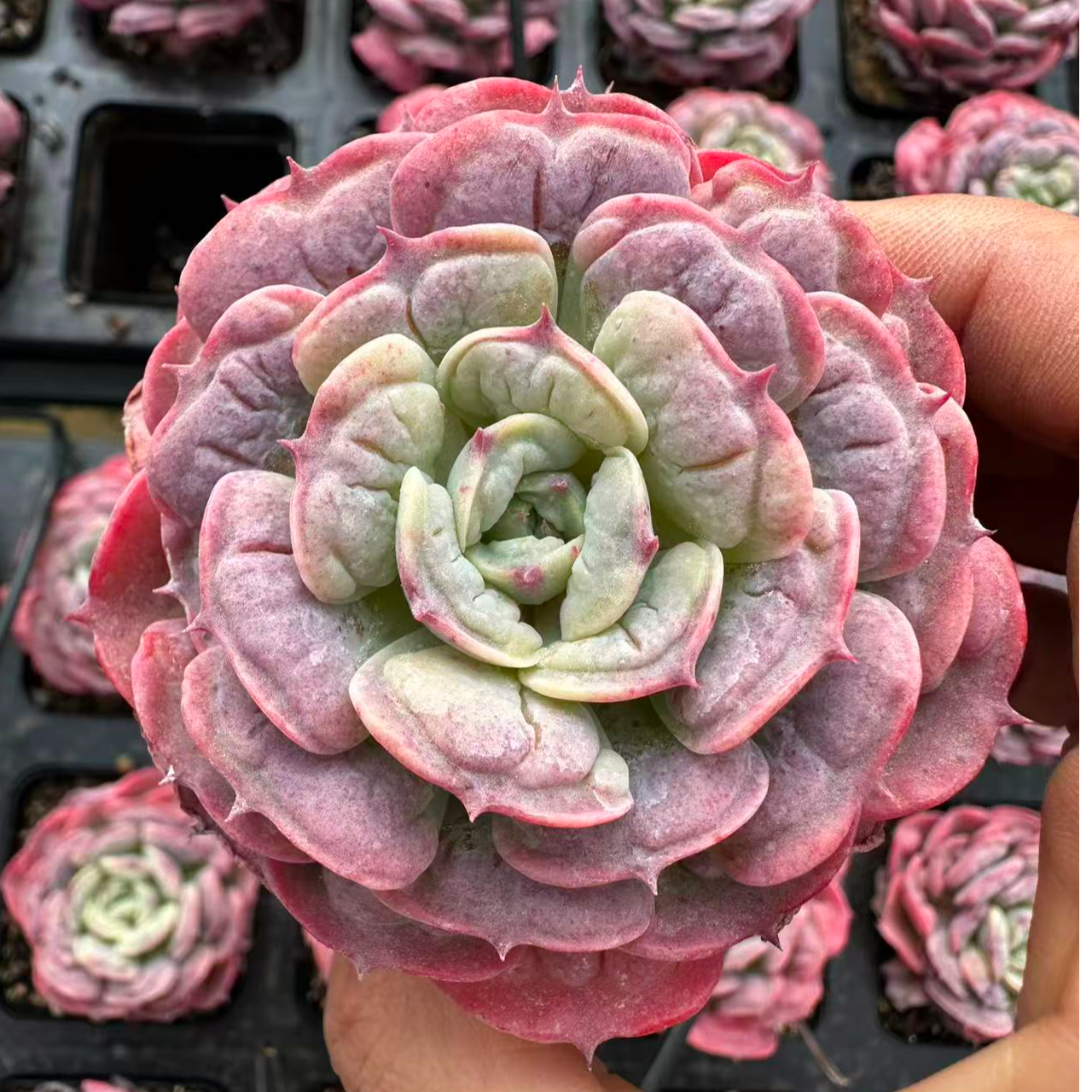 5#贵妃木耳多肉植物 前男友精品多肉L37