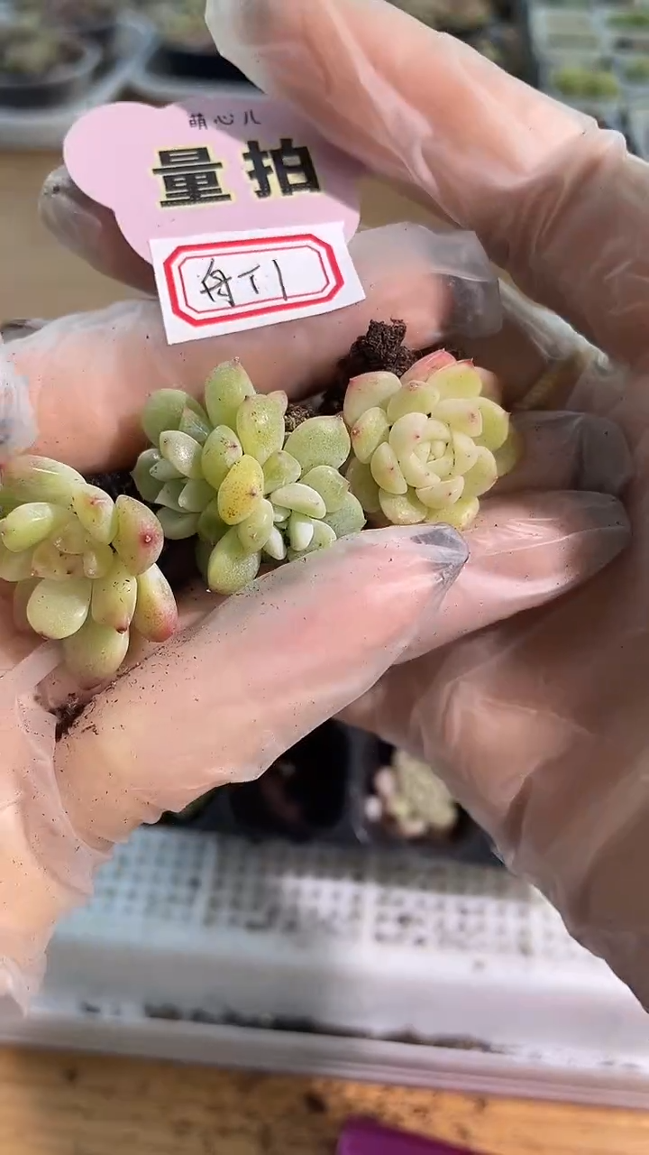 舟舟T1 单双混 3颗量拍混发 满9.9包邮