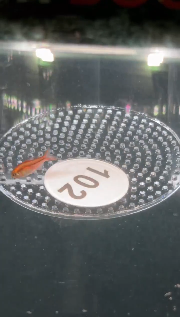 灯科鱼风***吗【102】畸形超红