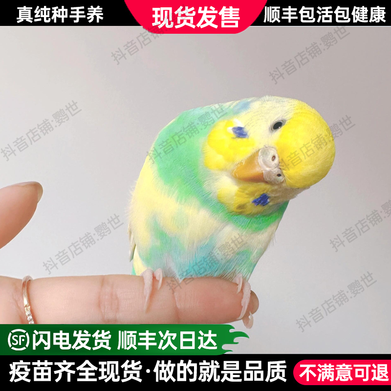【顺丰包邮】手养精品大头虎皮鹦鹉小鸟亲人会学说话宠物活体小鸟
