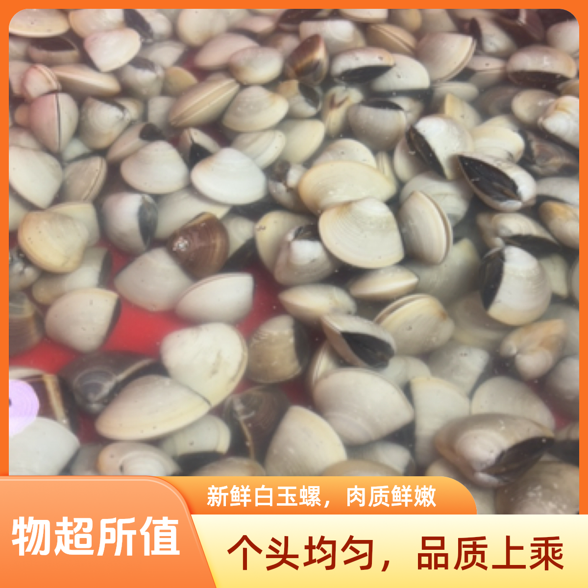 新鲜白贝（紫苏蒸，丝瓜白贝汤首选）/斤