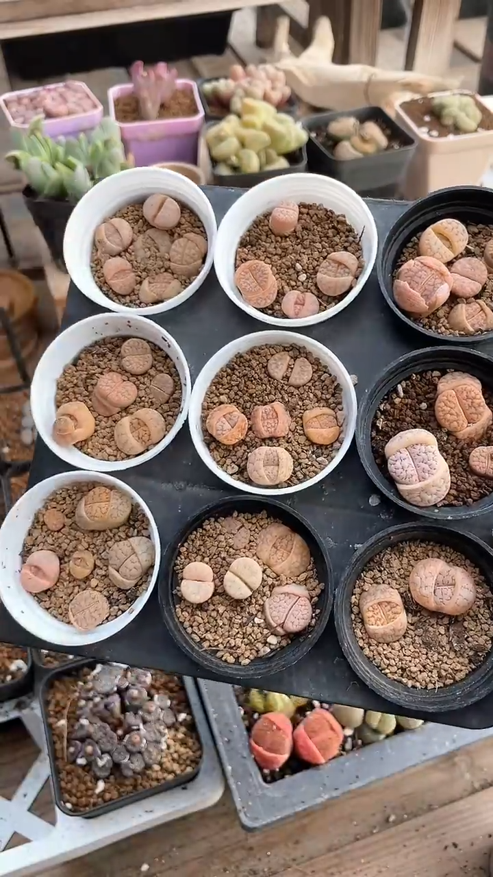 【闪购商品】9621直播一物一拍