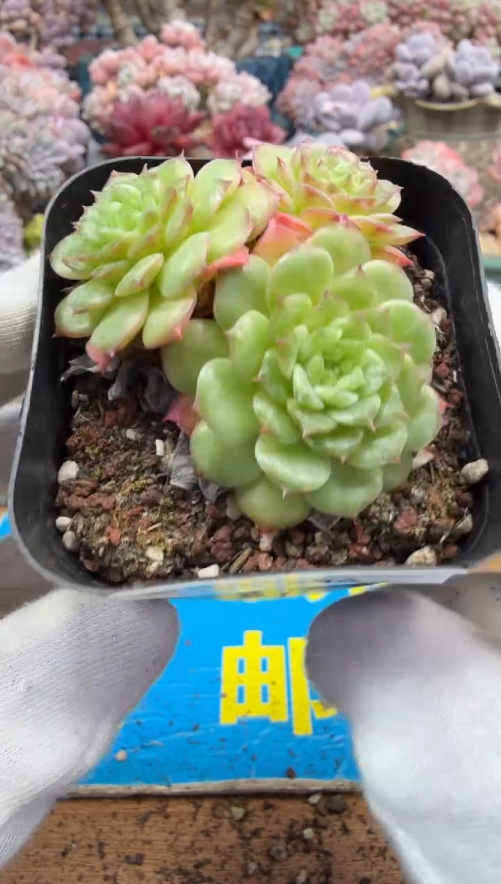 东云多肉园二店-534