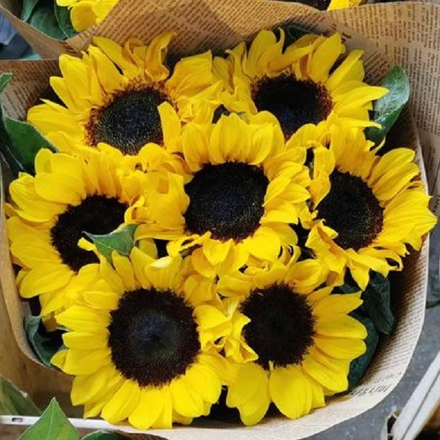 【宏图鲜花】基地向日葵/送保鲜剂