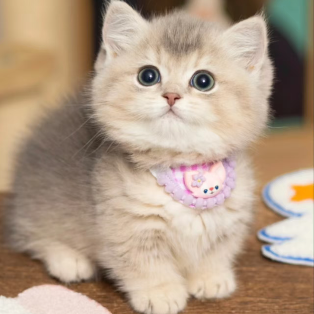 【家美优宠】全品种可爱猫咪