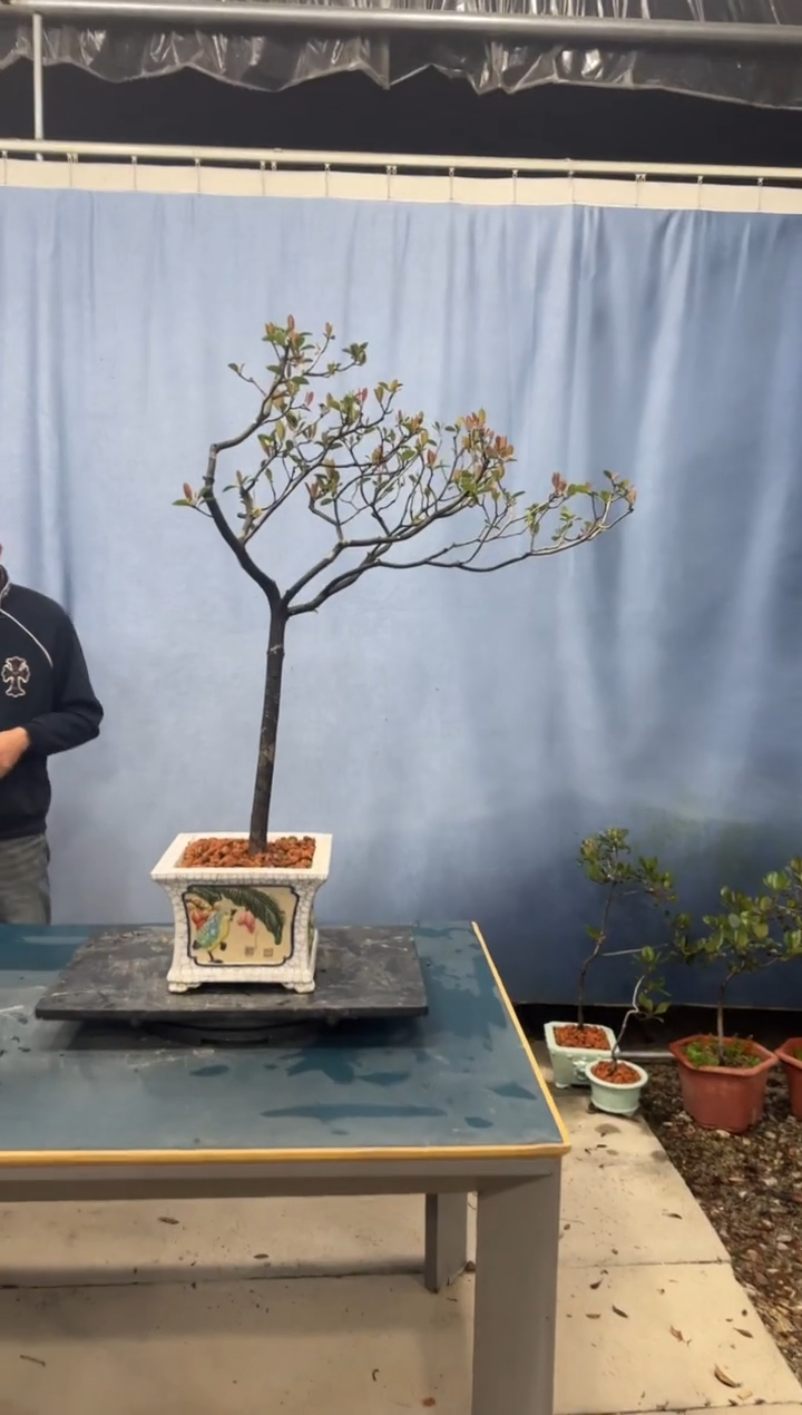 【闪购商品】盆景春花