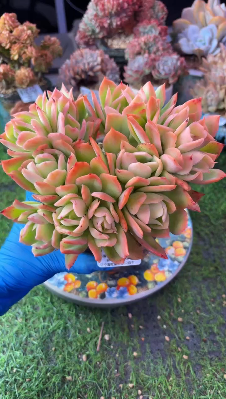 昆明印象多肉06469