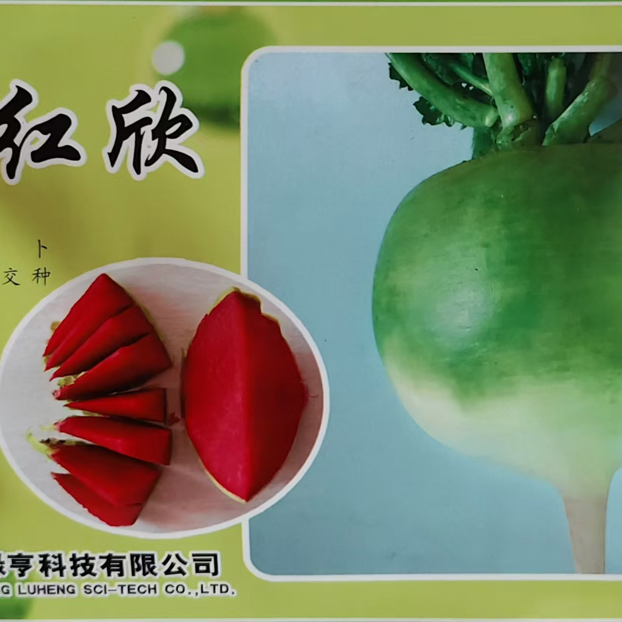 红欣水果萝卜种子生吃甜脆新鲜现拔水果型心里美萝卜