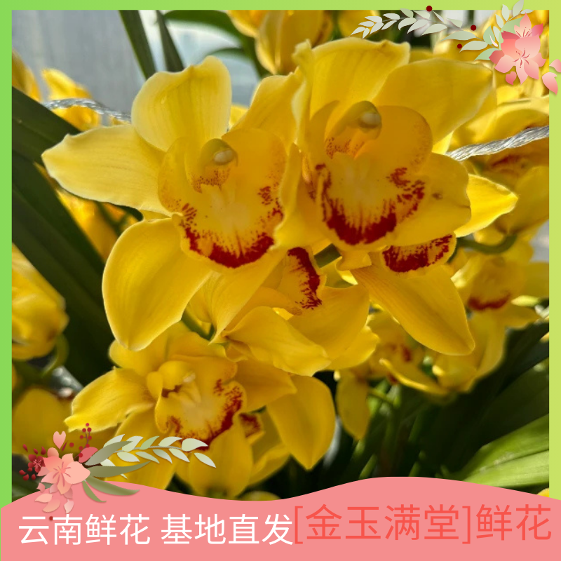 【金玉满堂】鲜花云南鲜花基地直发美观大气清新卧室阳台客厅易养护