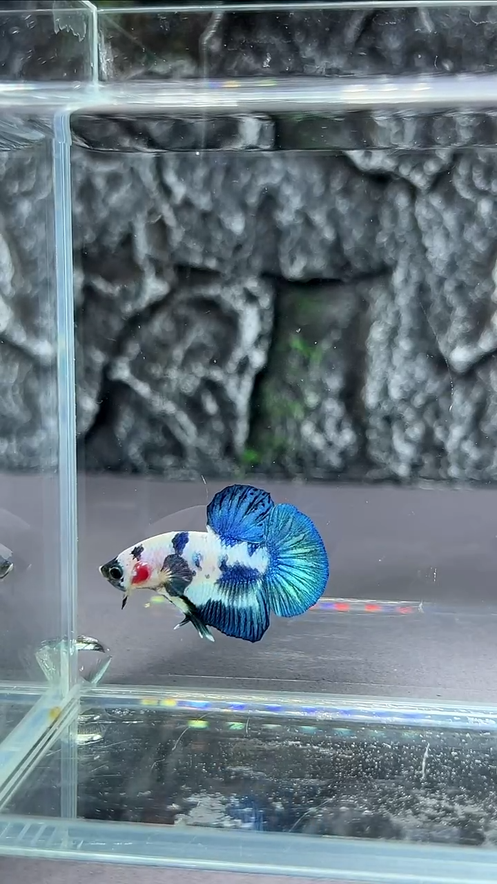 斗鱼竞拍链接A034