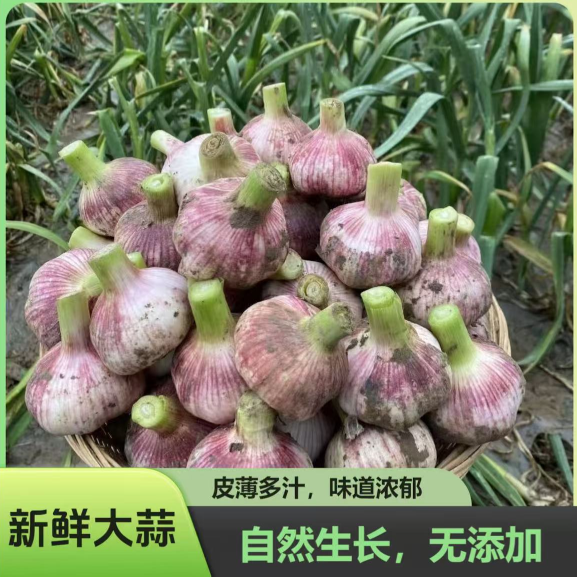 中牟黄河滩新鲜紫皮大蒜中牟黄河滩郑州黄河滩