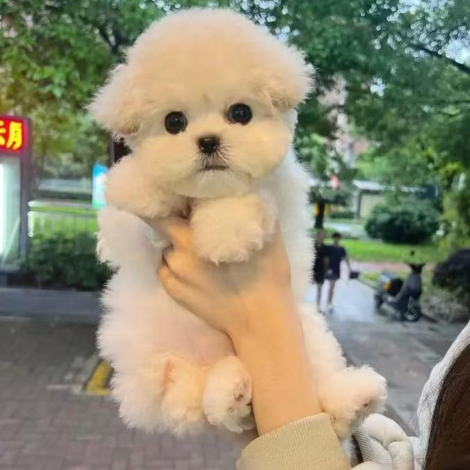 【闪靓萌宠】比熊家庭伴侣犬宠物（一物一拍）活体狗狗