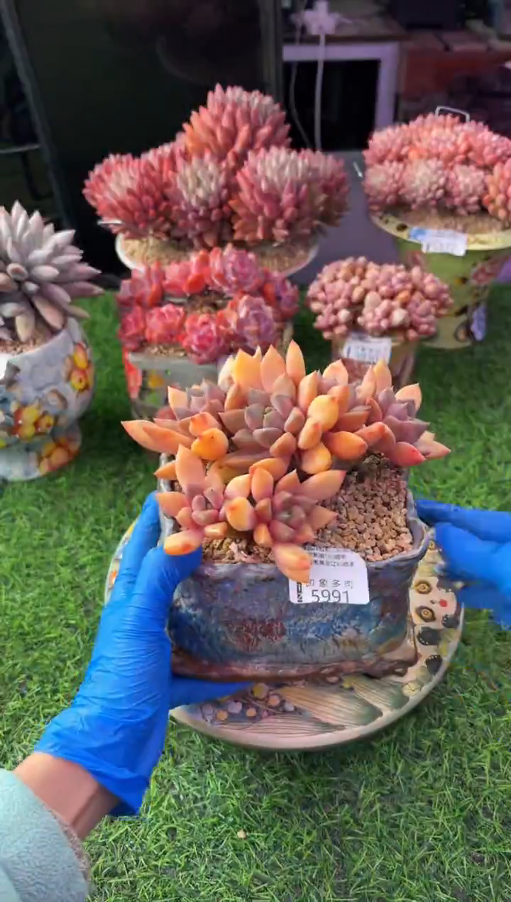 昆明印象多肉5991