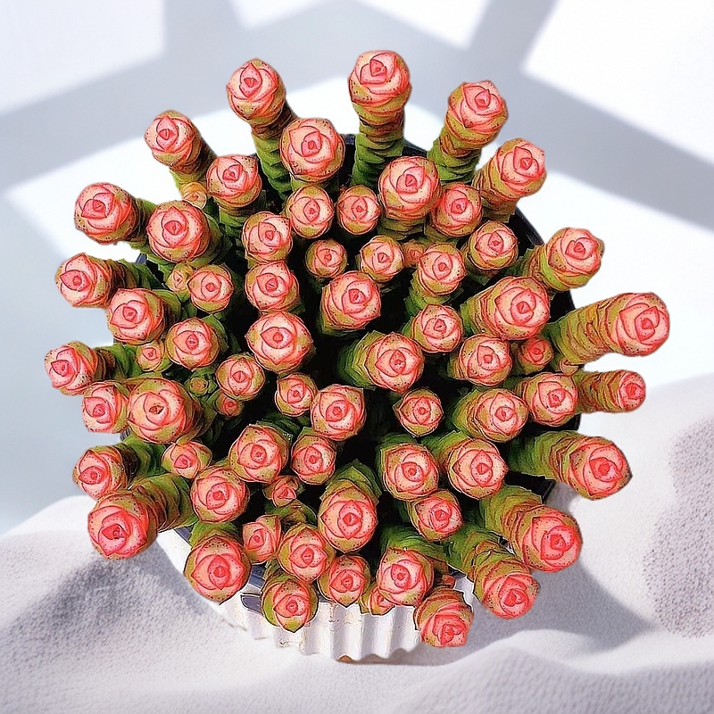 大盆牡丹钱串钱多多肉植物带盆带土好养好看适合办公室的绿植盆栽