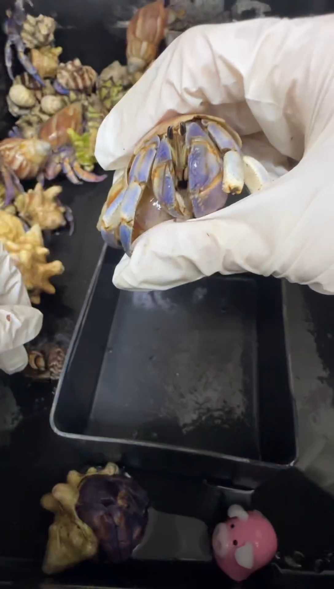 2.8浅色紫陆干净的一批