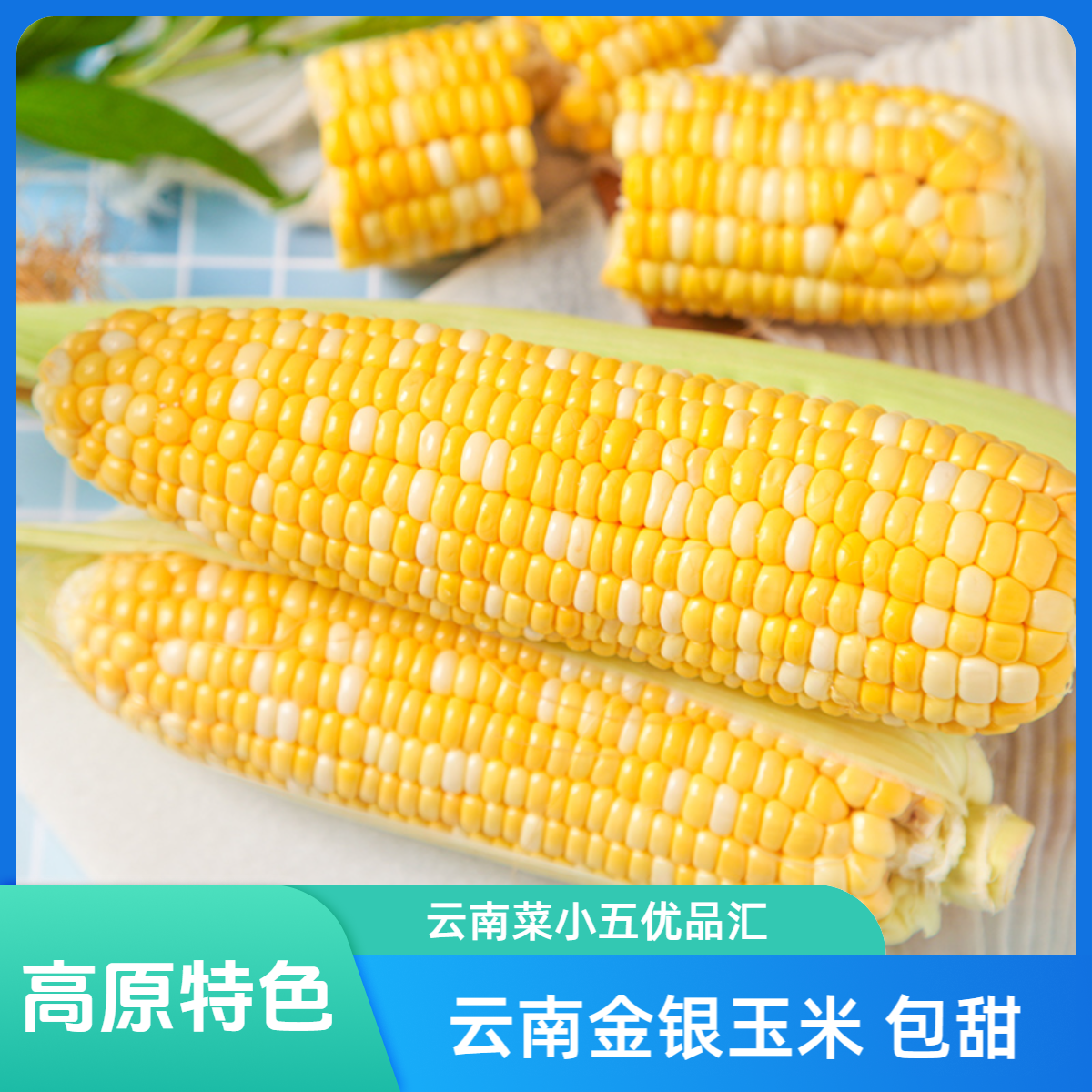 【新粉专属】云南高原金银玉米 产地新鲜采摘 包甜