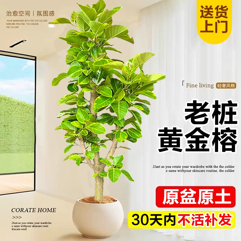 [店铺爆款]老桩多层黄金榕 黄金万两 室内绿植好养
