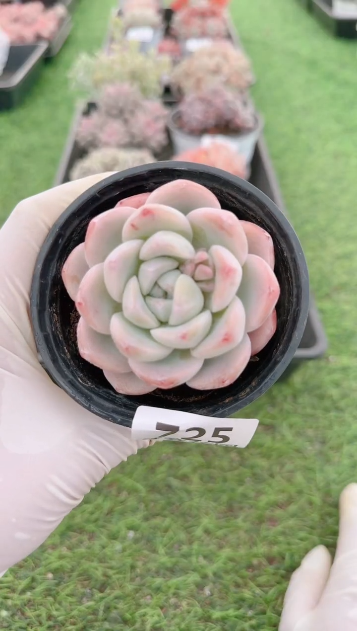 【闪购商品】梦会多肉一物一拍