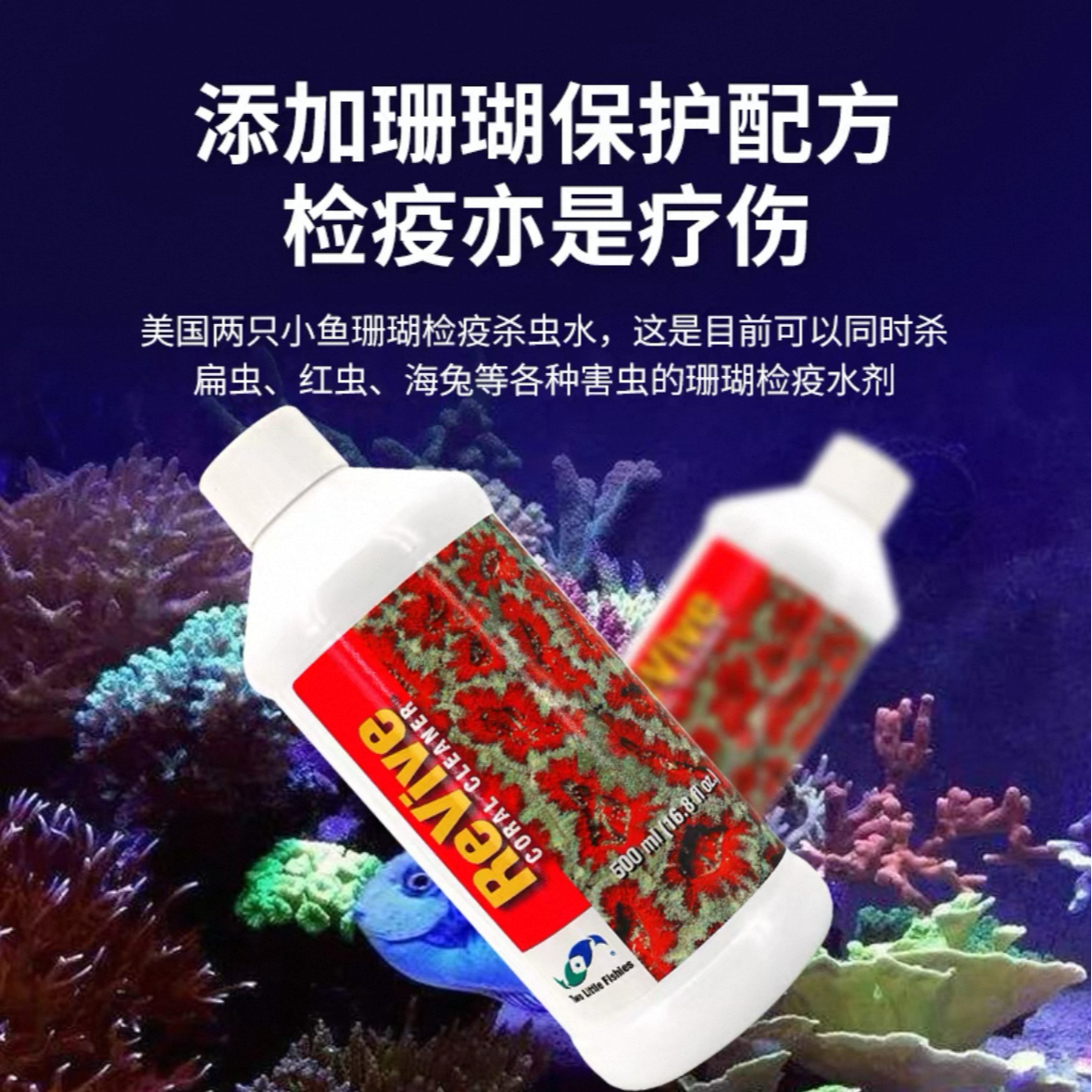美国进口两只小鱼珊瑚检疫水祛扁虫高效不含碘