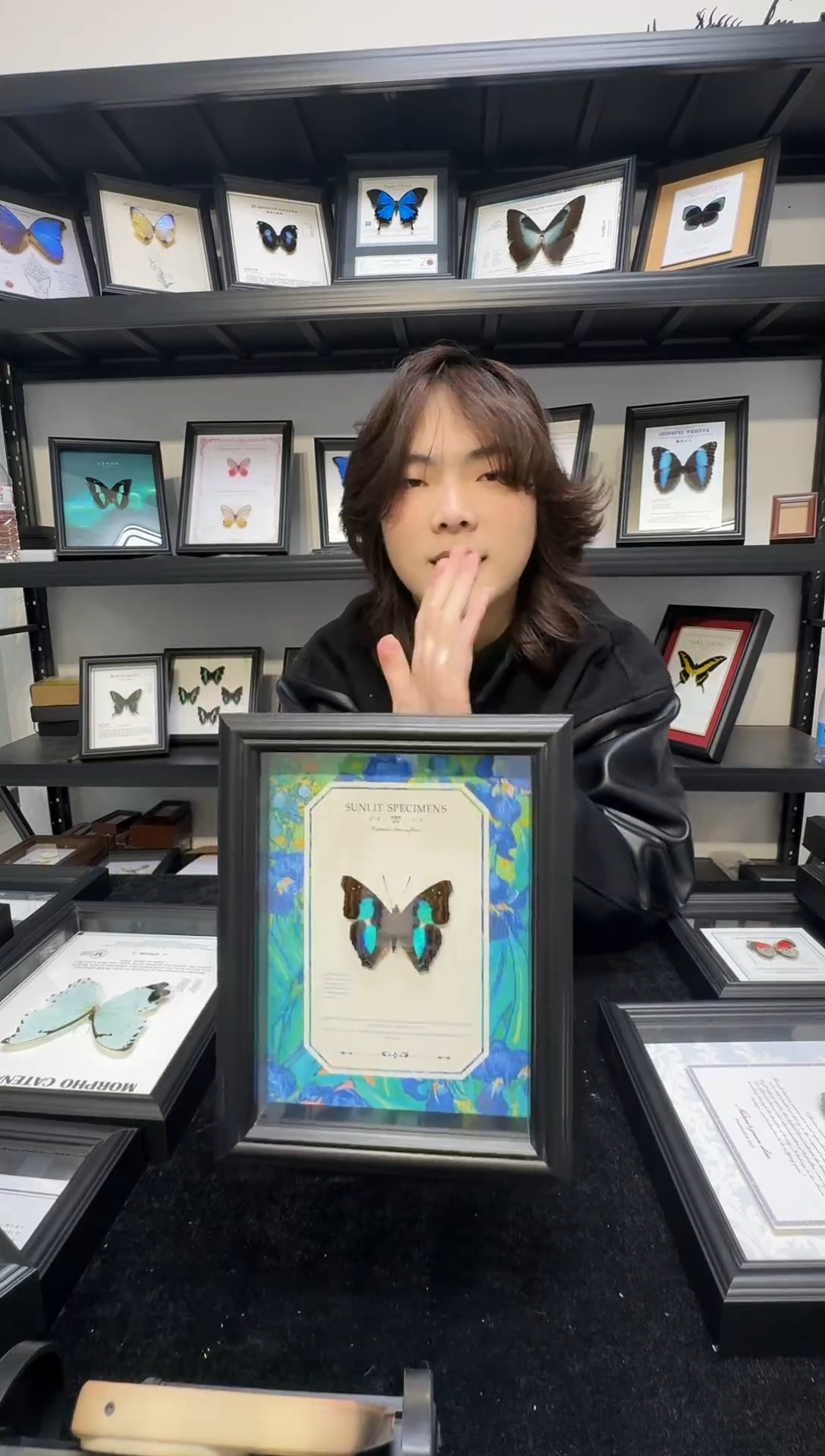 玻璃一物一拍，真实蝴蝶标本