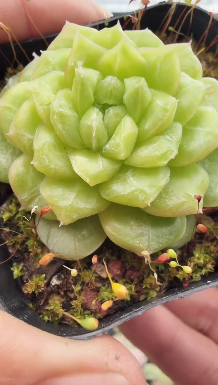 东云多肉园新款-119