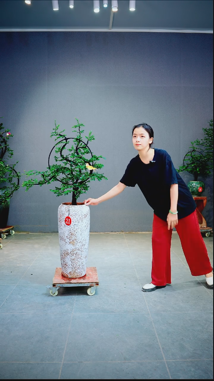 当前无花朵，栽培后可花朵i*一物一拍绿植
