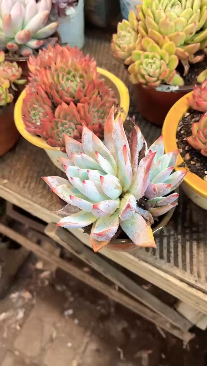 m****a多肉植物一物一拍01381