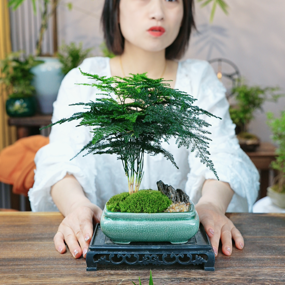 禅意文竹盆栽植物室内花卉盆景客厅办公室桌面小绿植好养四季常青