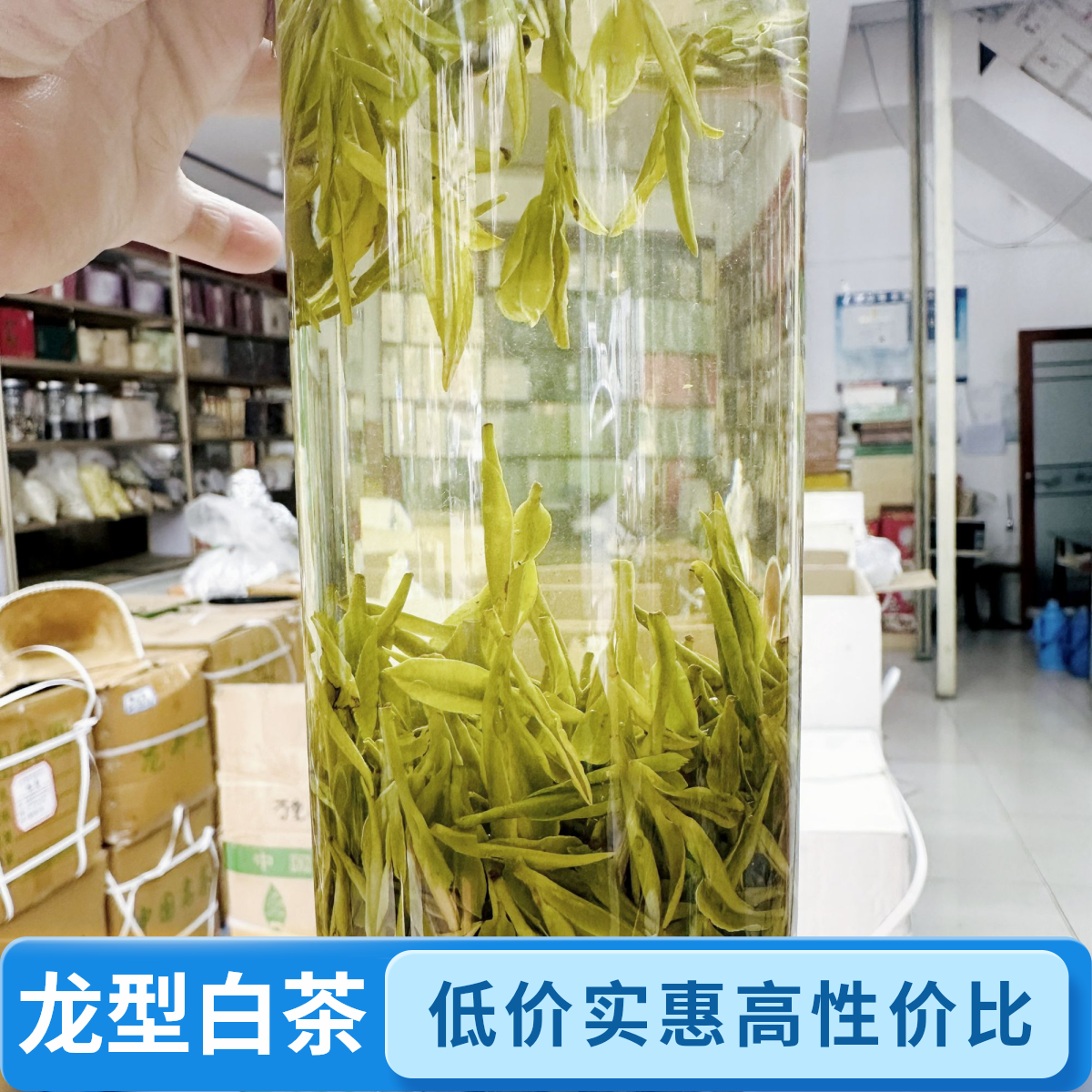 2025年新茶龙型白茶 滋味醇厚兰花香豆香核心产区500