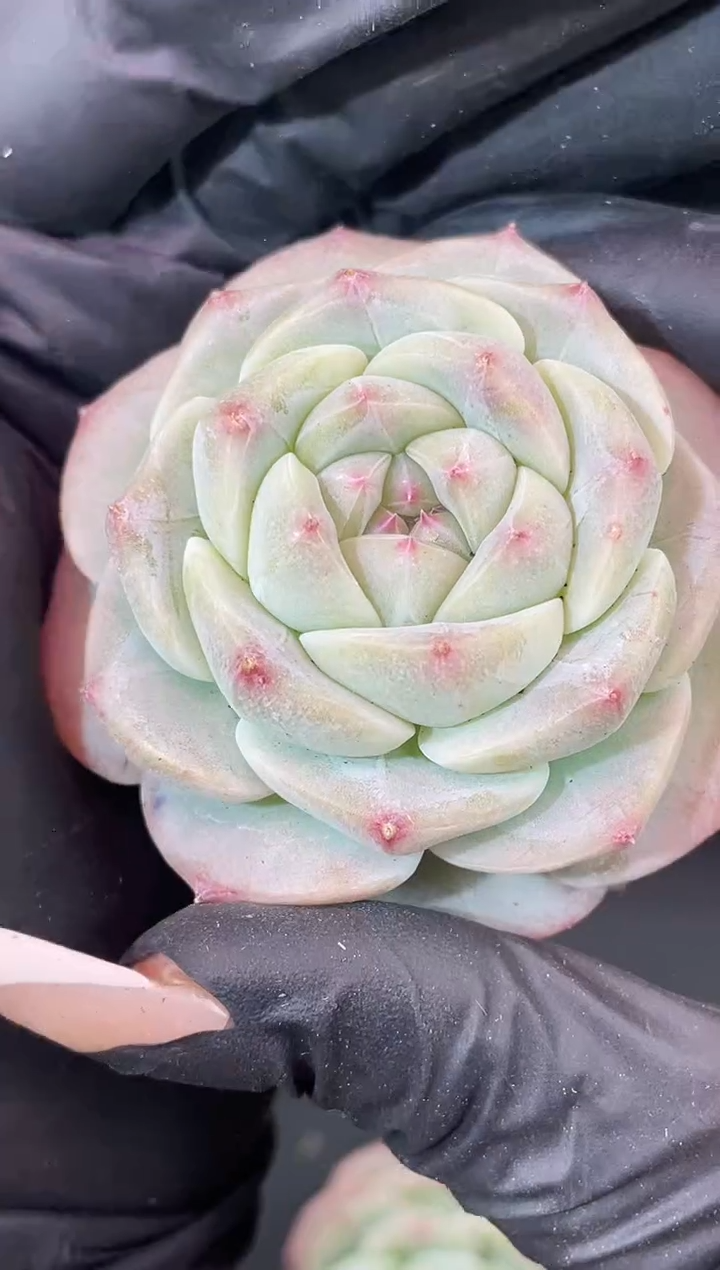 闪购1891  浣纱多肉一颗   