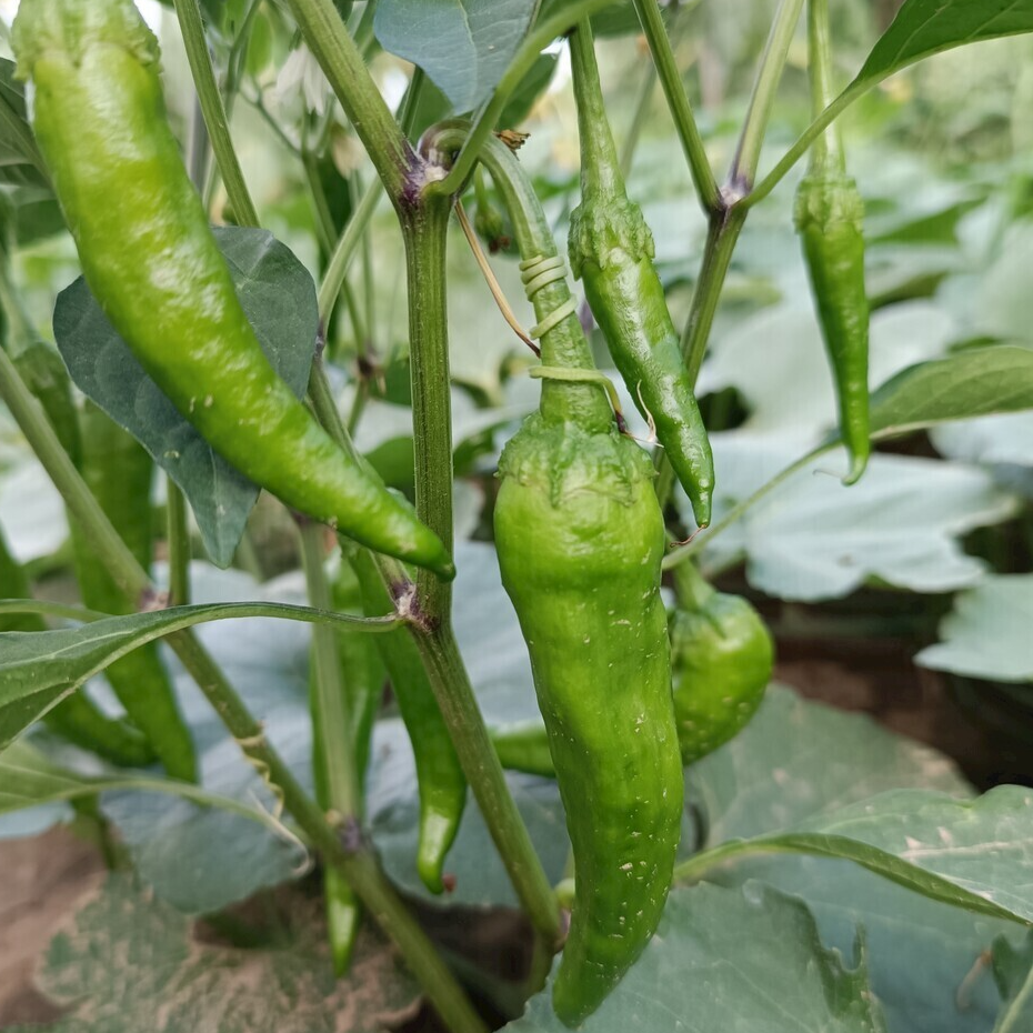 【小杨农货】湘西农村露天种植辣椒