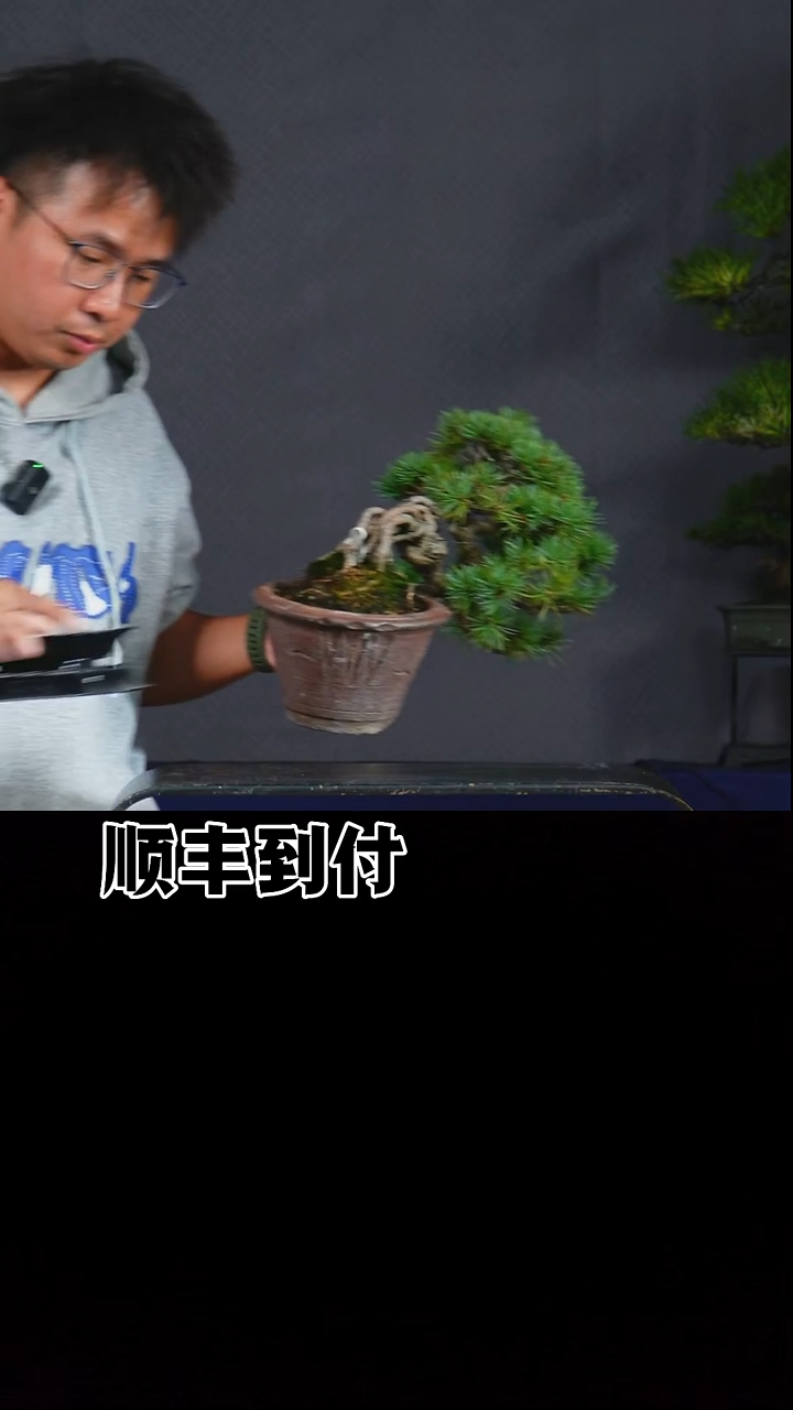无花朵五针松bubaoyou