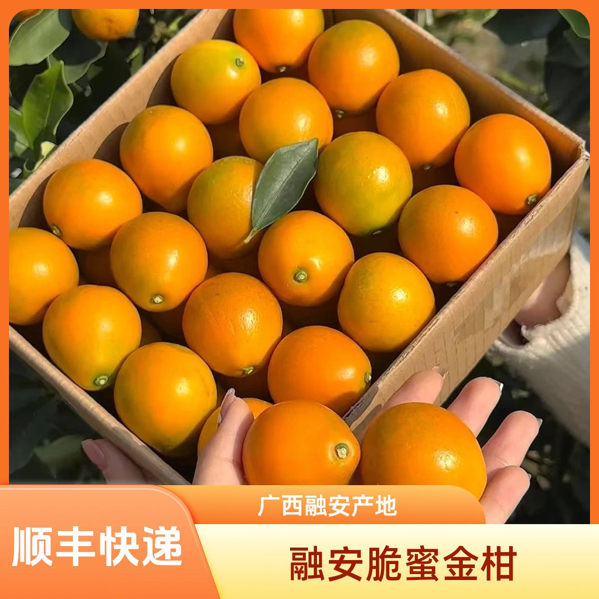 【顺丰礼盒】广西融安脆蜜金桔特大果王第三代脆蜜金柑新鲜现摘纯甜