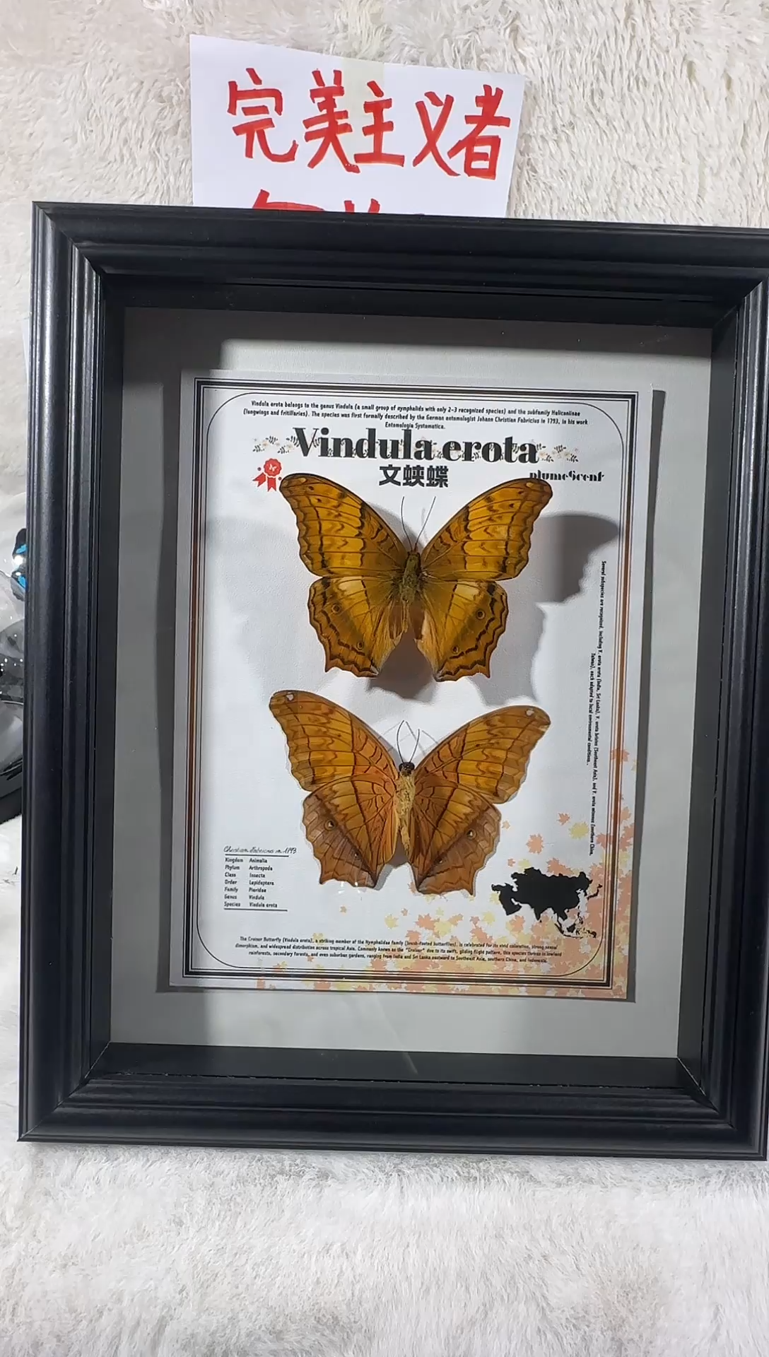 木文蛱蝶双生10寸相框 