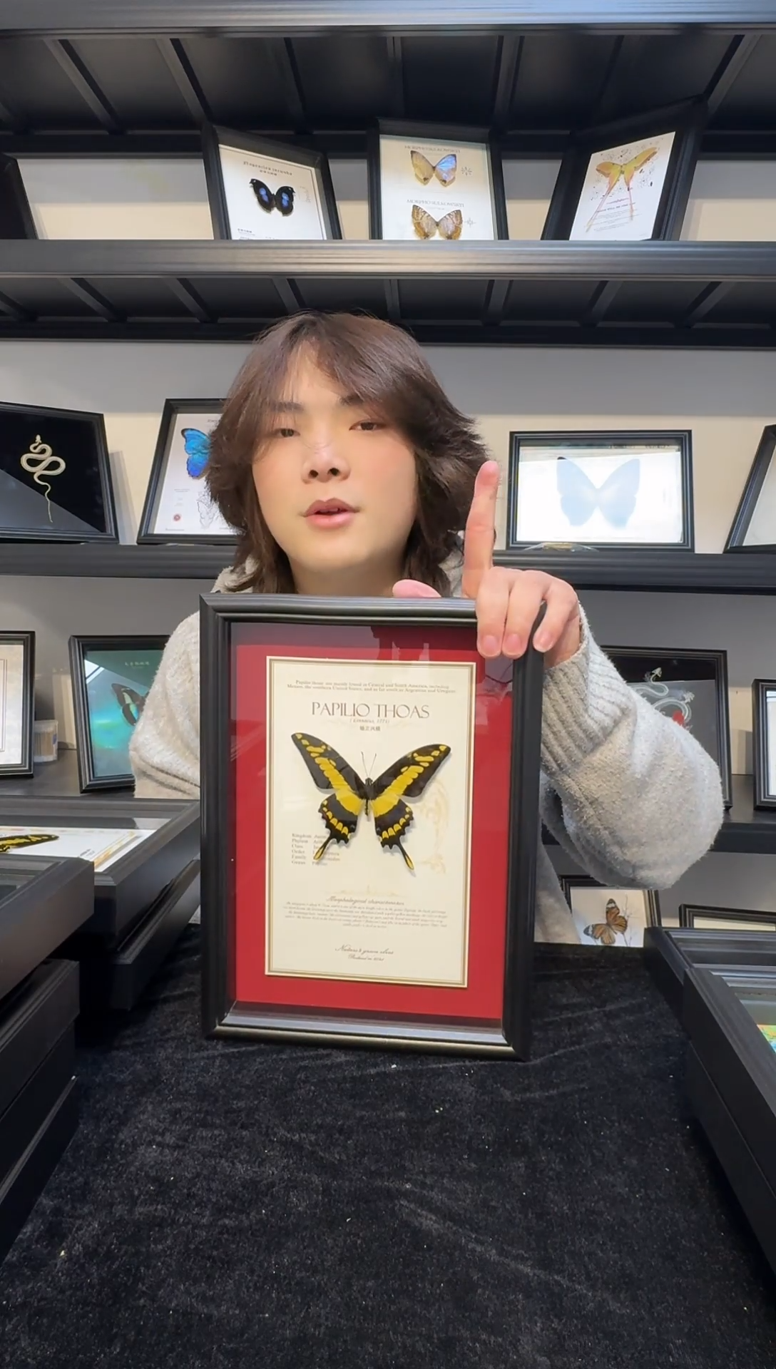 玻璃真实蝴蝶标本