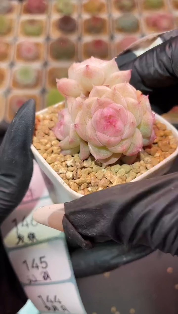 闪购137 浪漫之心多肉一颗