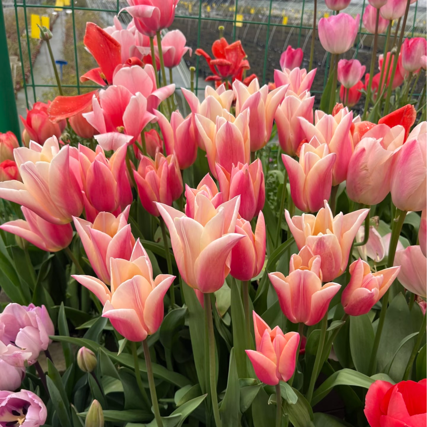 【冬季种植   香奈儿】进口郁金香种球5℃球家庭园艺