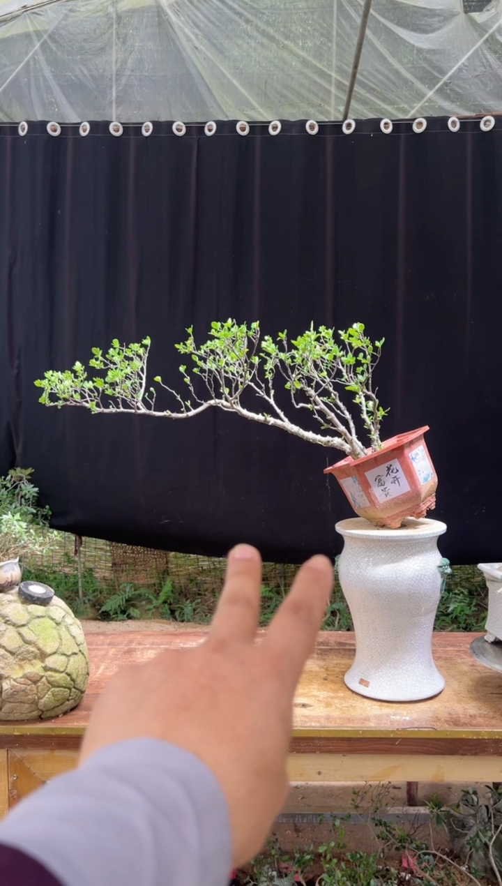 当前无花朵，栽培后可花朵林**步海岛栀子花