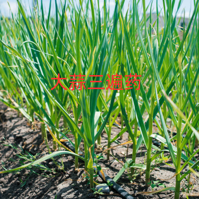 大蒜三遍药防病增产膨大