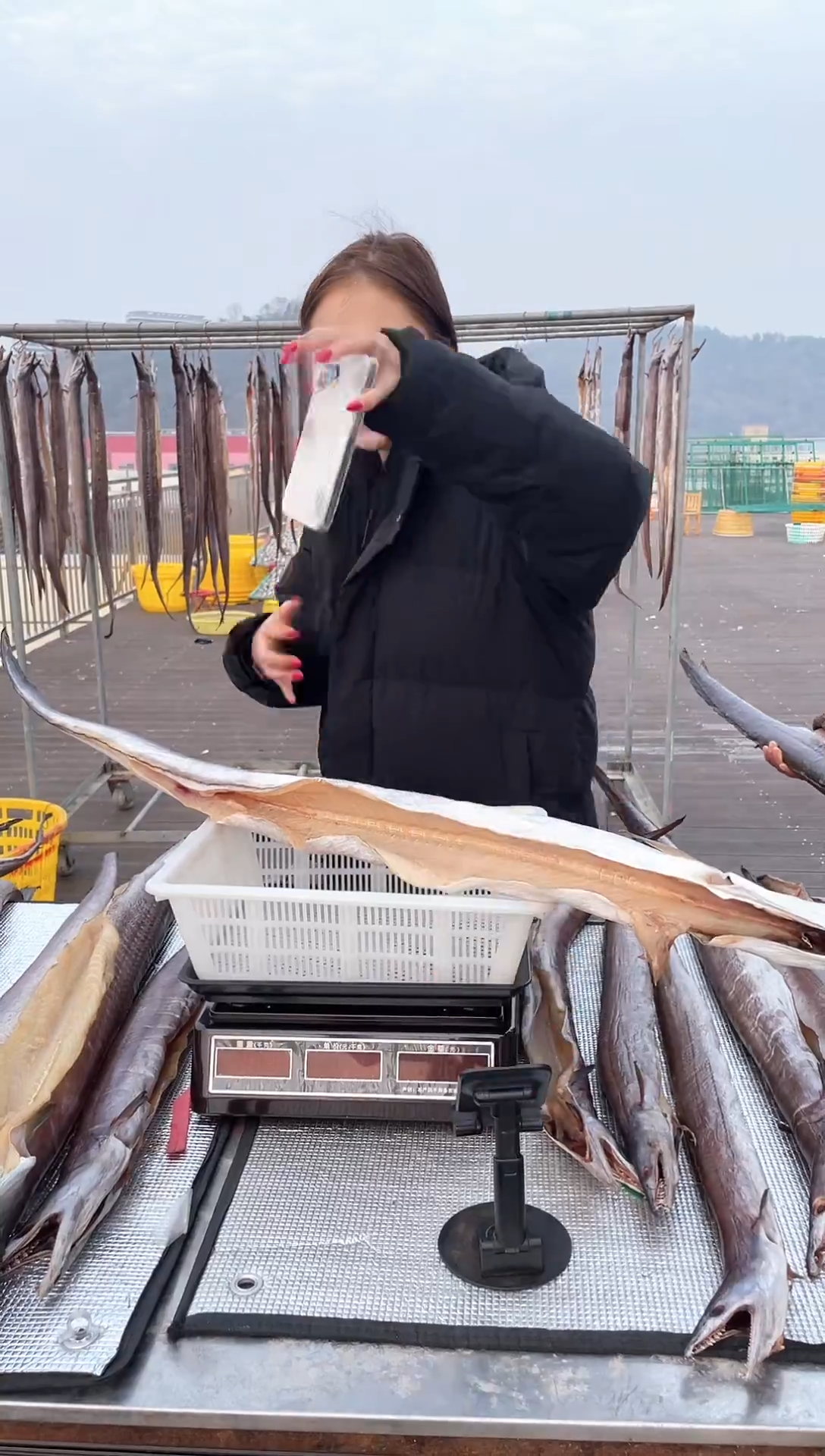 中国大陆5.1斤风鳗1条