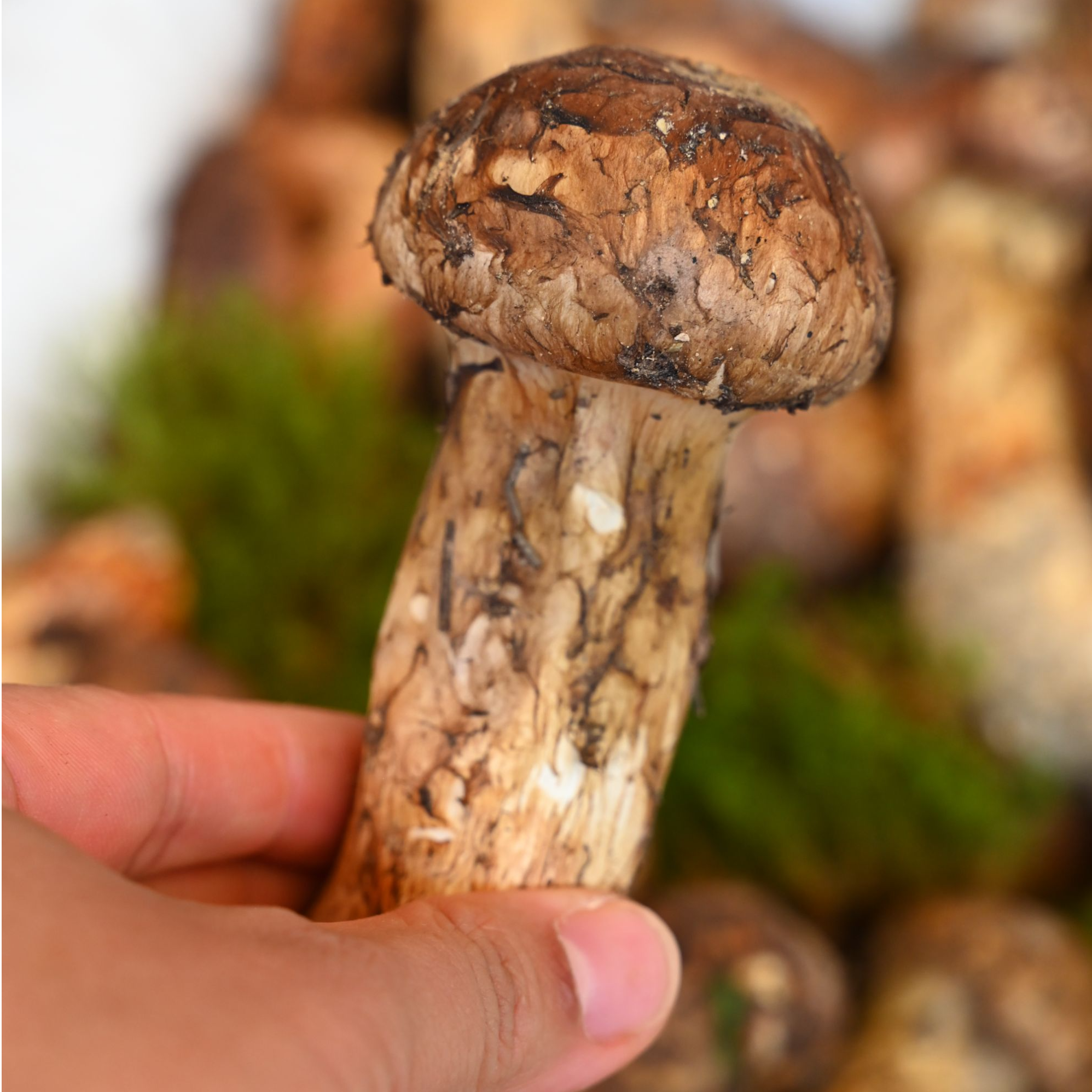 香格里拉纯野生新鲜松茸云南特色菌菇