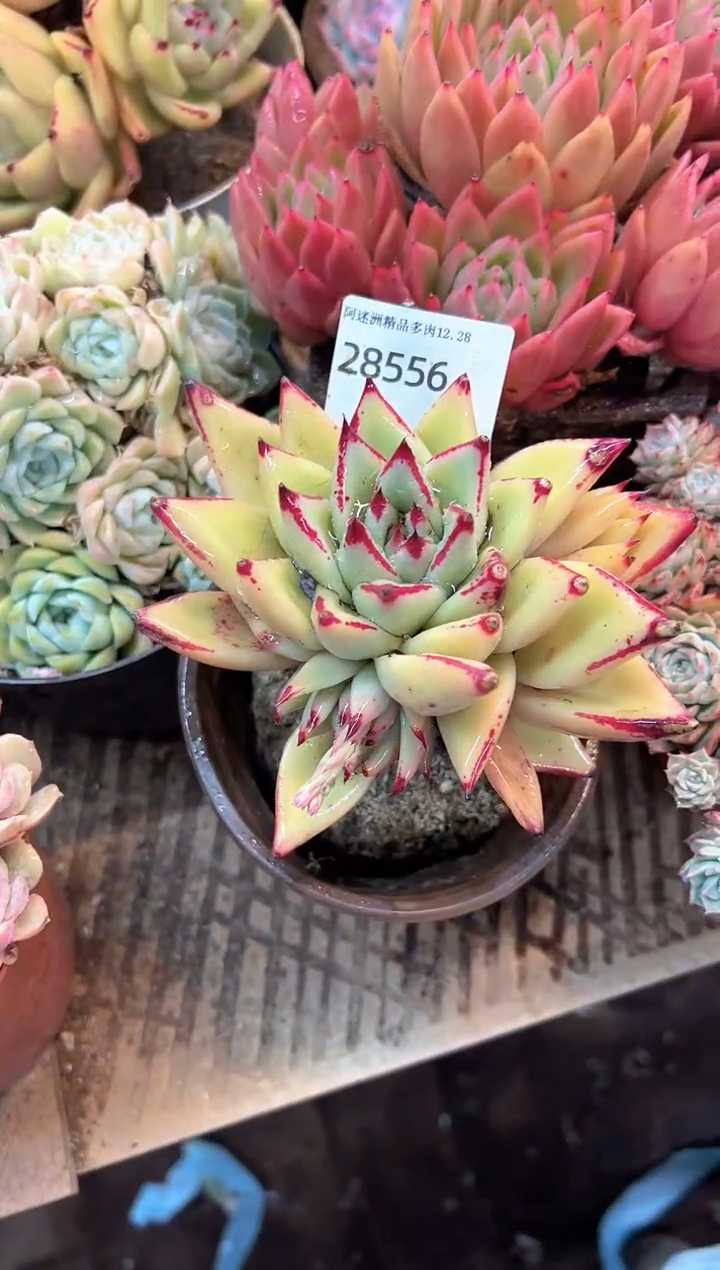 小*球多肉植物一物一拍28556