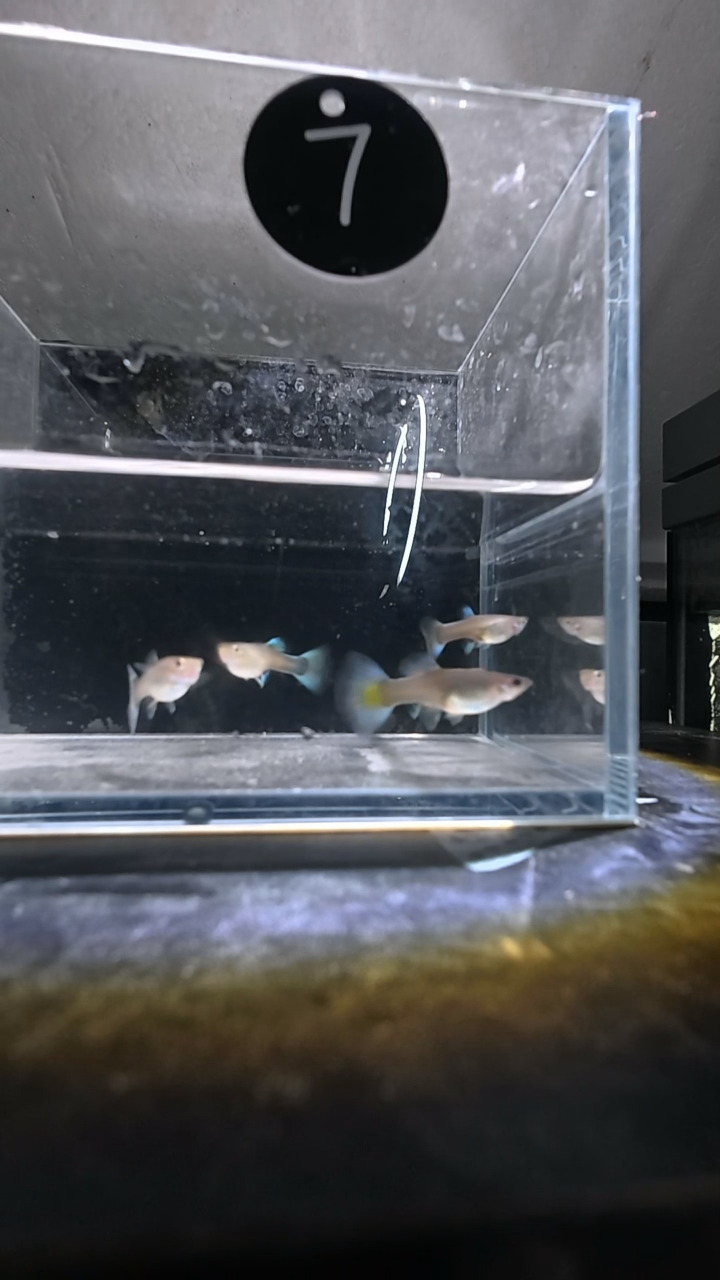 孔雀鱼10号 两单包邮