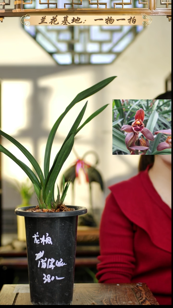 完全开放墨兰龙梅