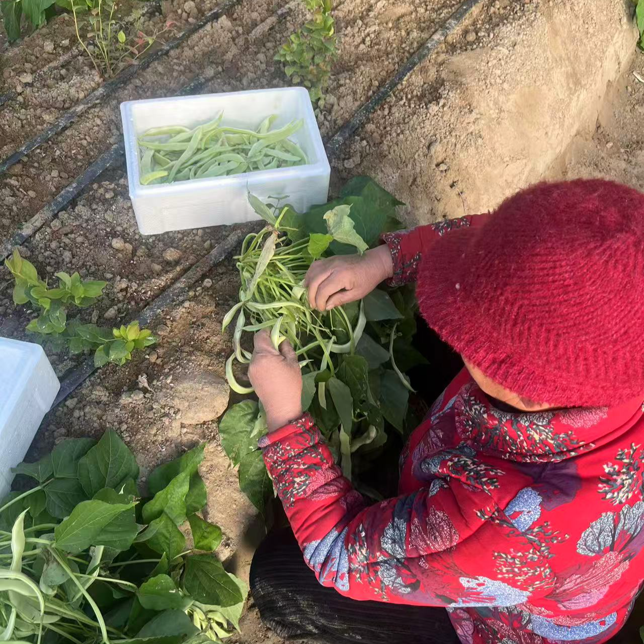 豆角五月鲜豆角地豆天津地弯子豆角新鲜采摘新鲜发货顺丰送货G新鲜豇豆