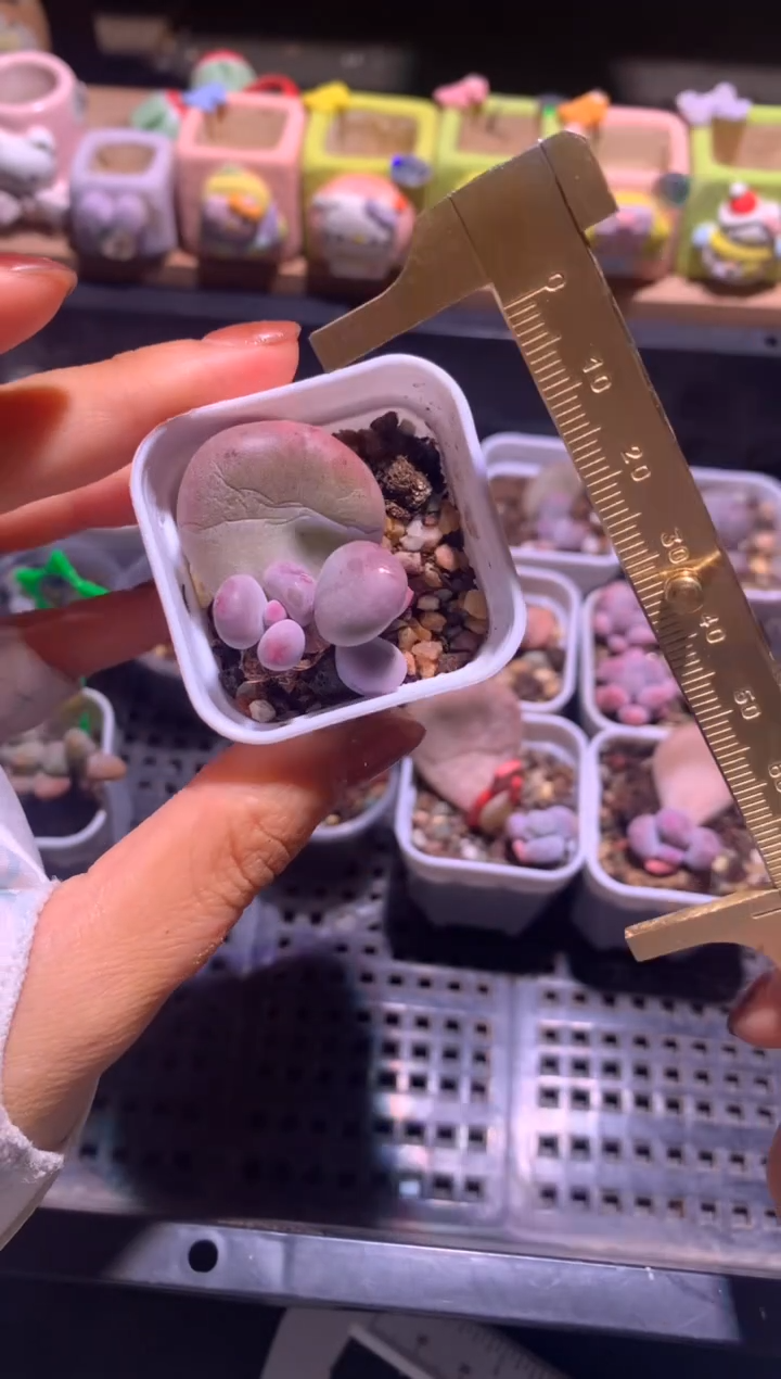 米可石化叶插苗，满28包邮，不满发一个叶片到付