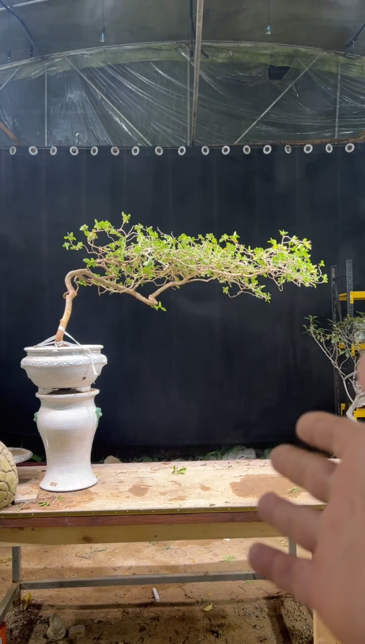 无花朵众***车海岛栀子花