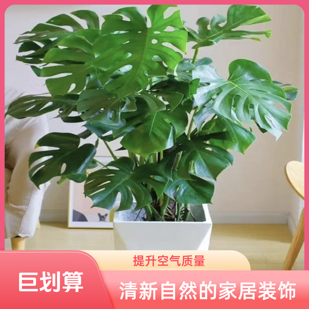 四季水培龟背竹黑金刚绿植造景