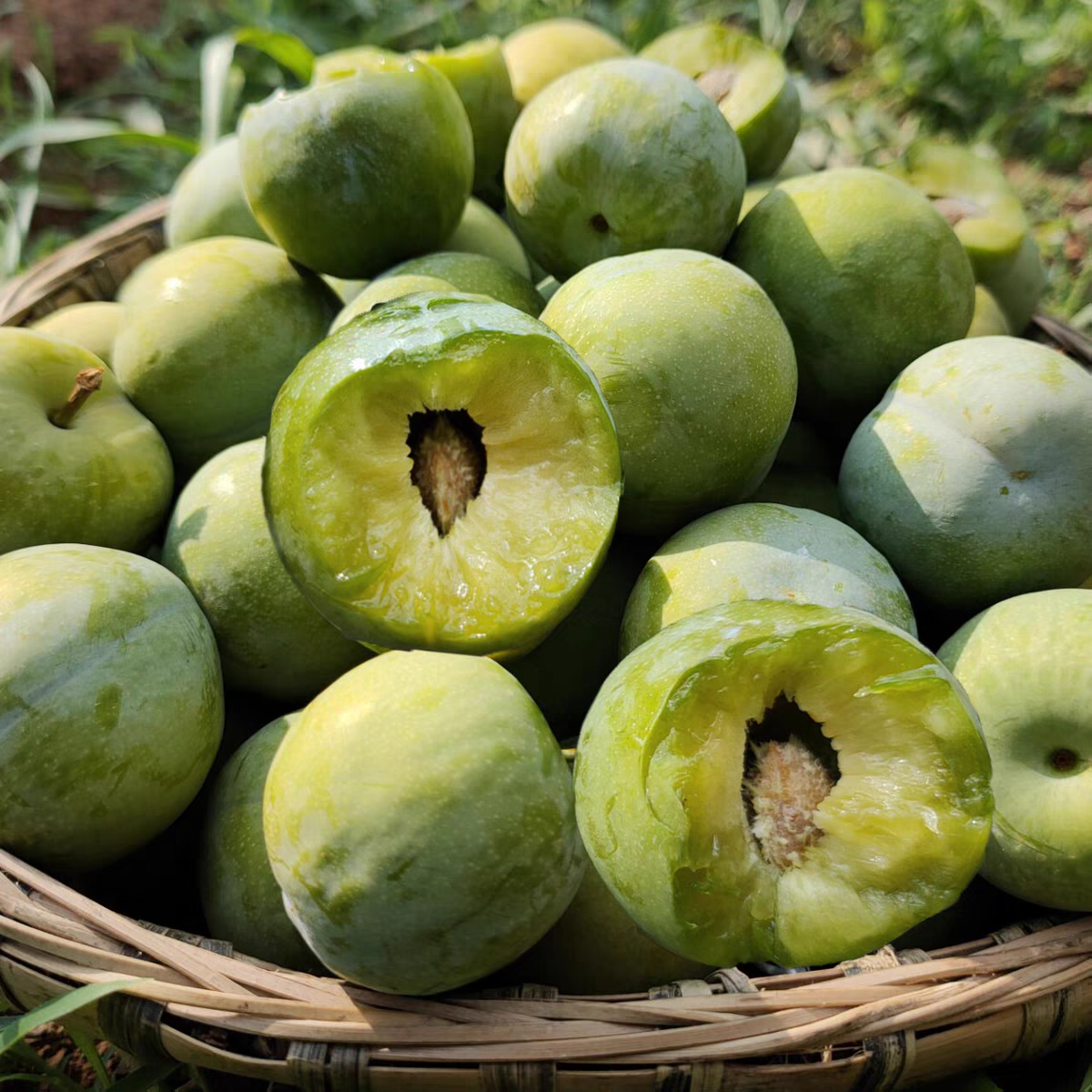 顺丰包邮 大果四川正宗青脆脱骨李脆甜多汁新鲜孕妇水果