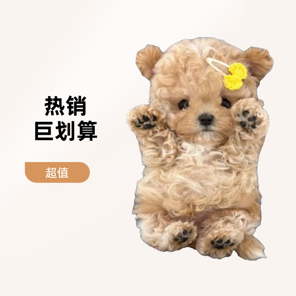 【常州意万宠物李如意】小体泰迪熊比熊马尔泰等多种幼犬